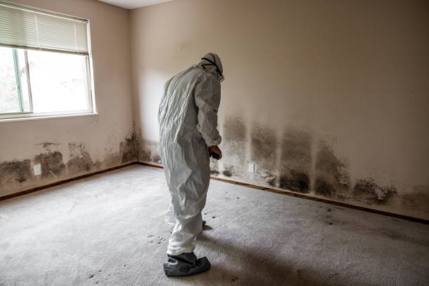 Mold Remediation for Vacation Homes in Dumas, AR