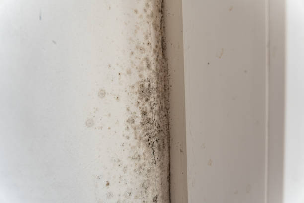 Best Mold Prevention Services  in Dumas, AR